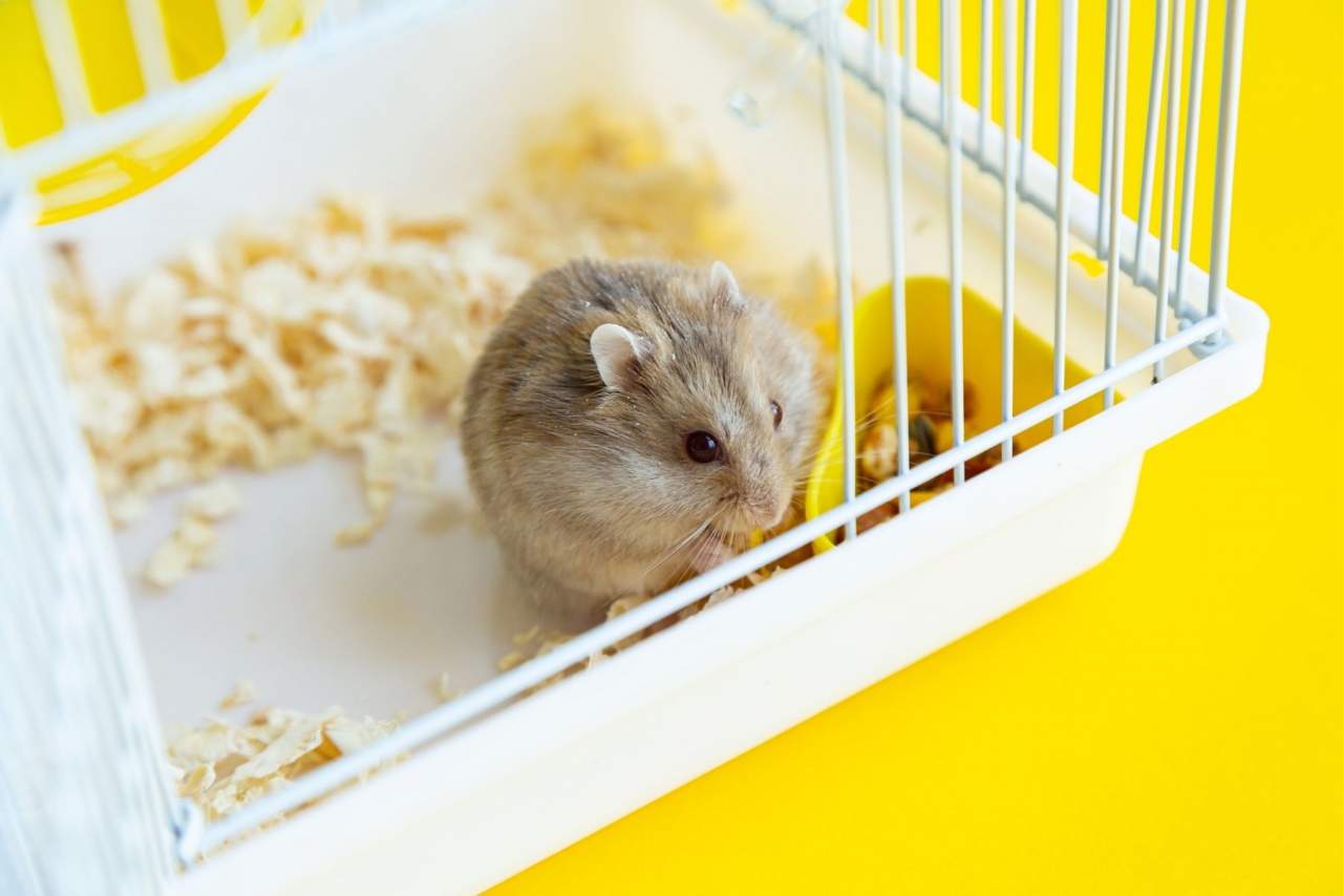 Jaulanimal: Escoger una jaula para la mascota de manera eficiente