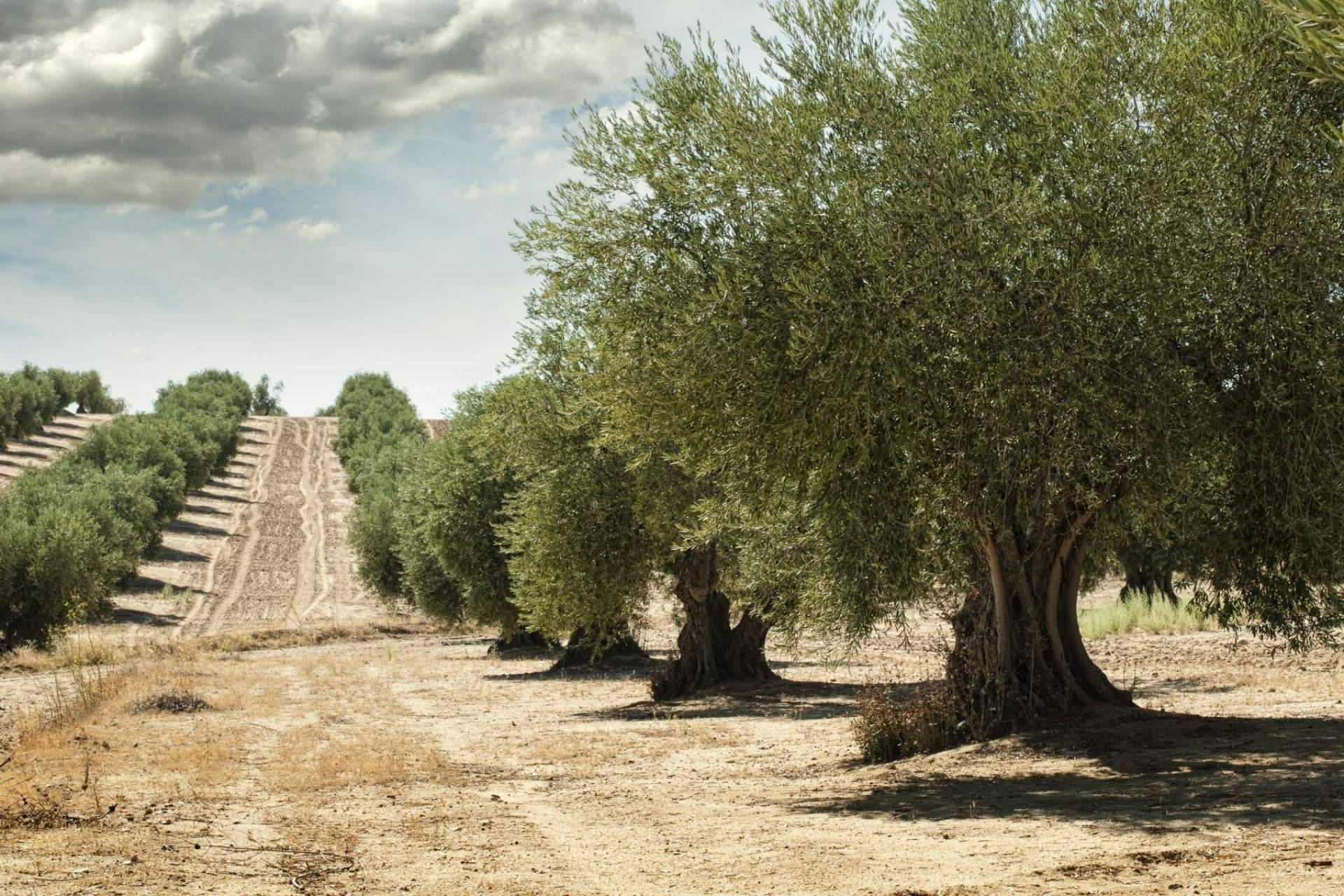El compromiso de ILOS Natural Luxury Cosmetics con el medioambiente y el cuidado del cutis