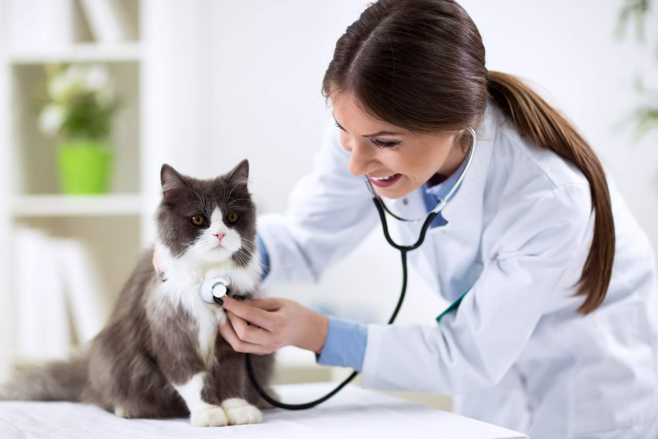 PetClinic: software veterinario que ayuda a la reducción del uso de papel