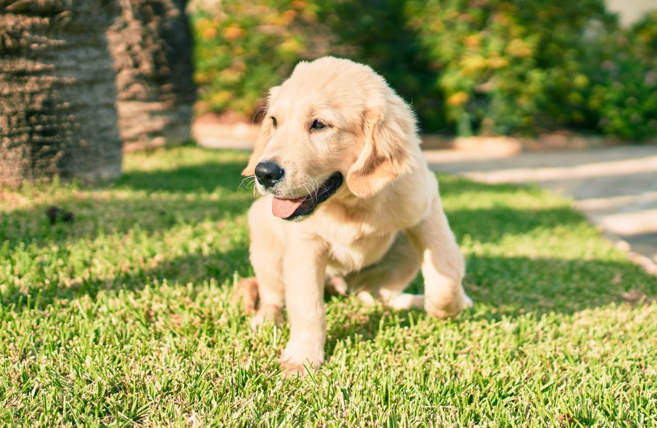 Factor Amigo, el adiestrador de perros en Zaragoza
