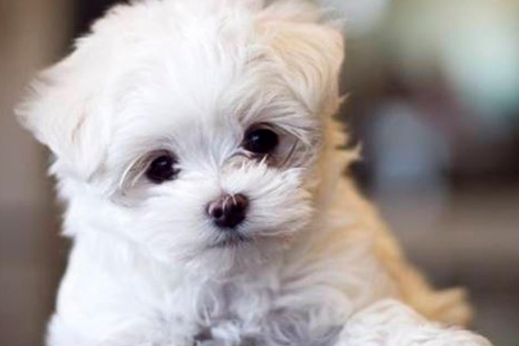 Venta de cachorros de núcleo zoológico con una gran calidad en el servicio: Tienda Cachorro
