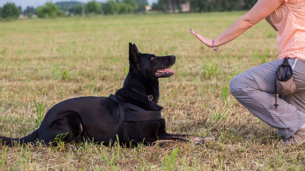 Binomium, una empresa dedicada a adiestrar perro trufero en España