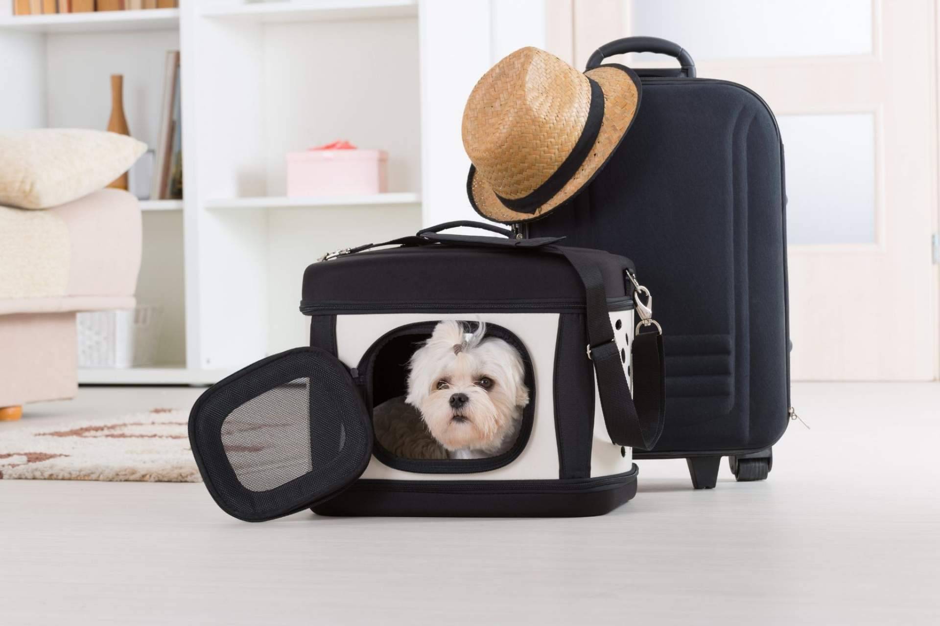 Animalzone ofrece múltiples productos que promueven que las vacaciones y las mascotas no sean incompatibles