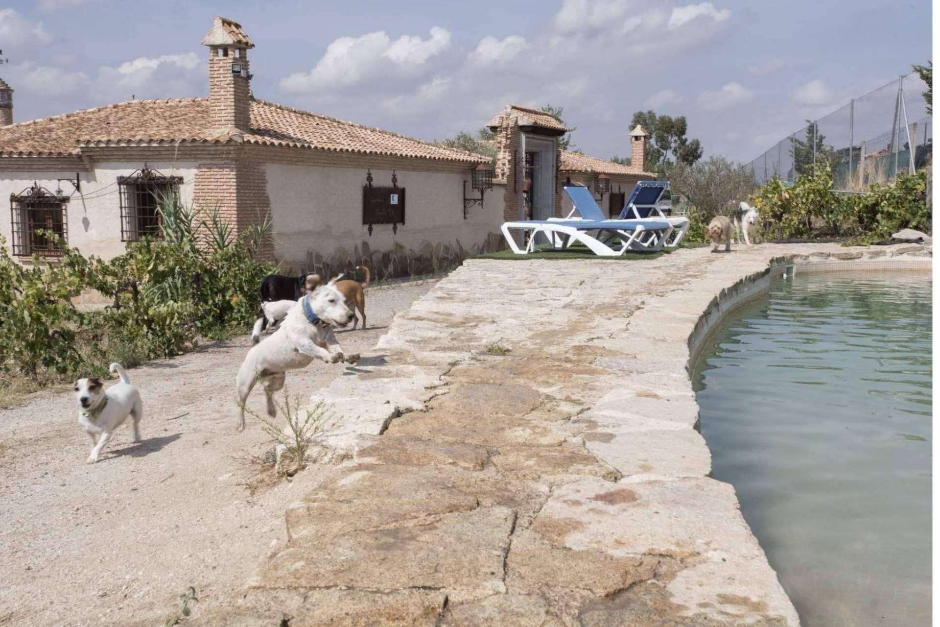 En PERROBUENO, guardería de día para perros ubicada en Madrid, las mascotas recibirán los mejores cuidados
