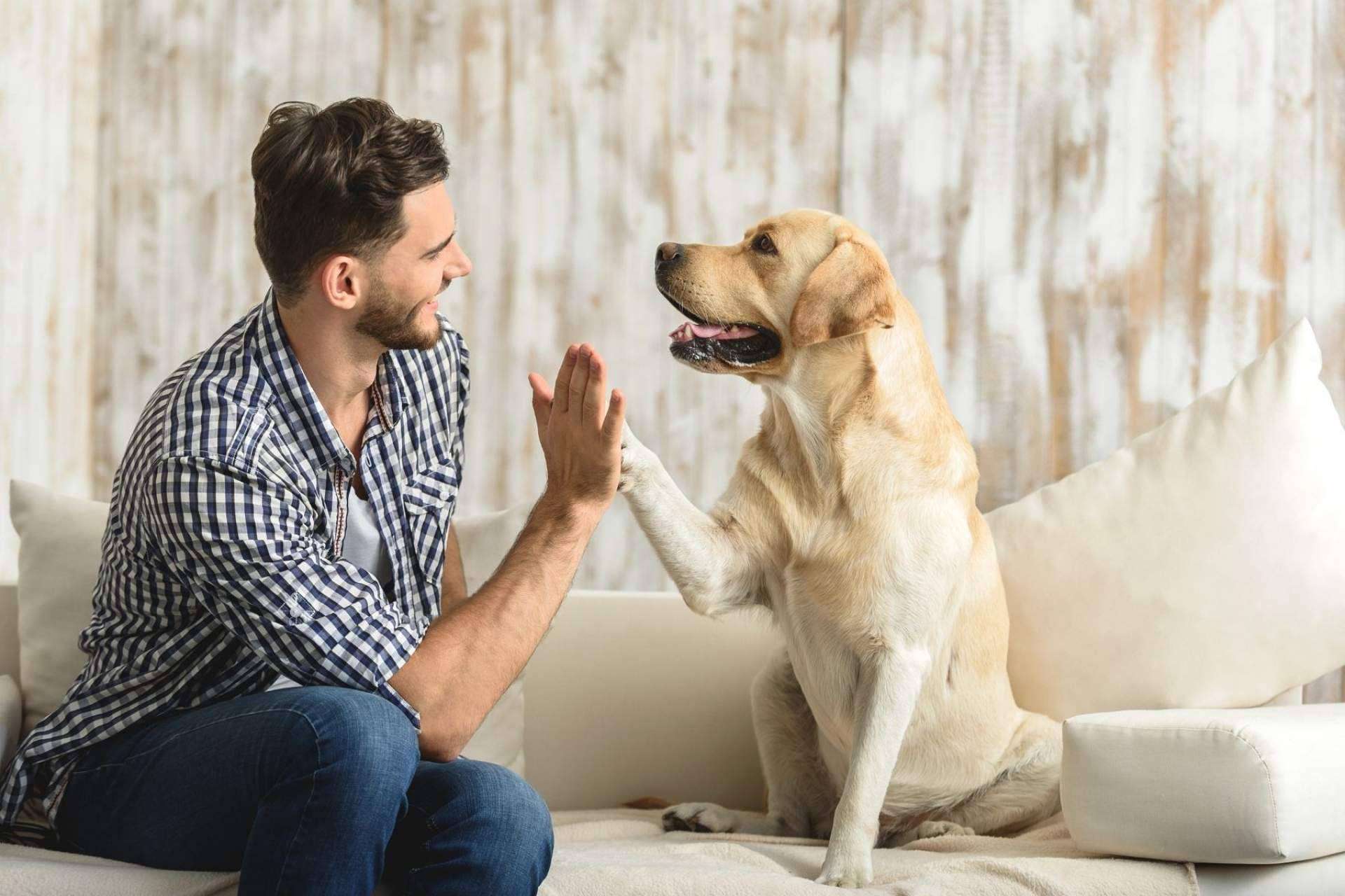 Cada vez más personas abandonan sus mascotas tras la pandemia y Miwuki Pet Shelter promueve la adopción