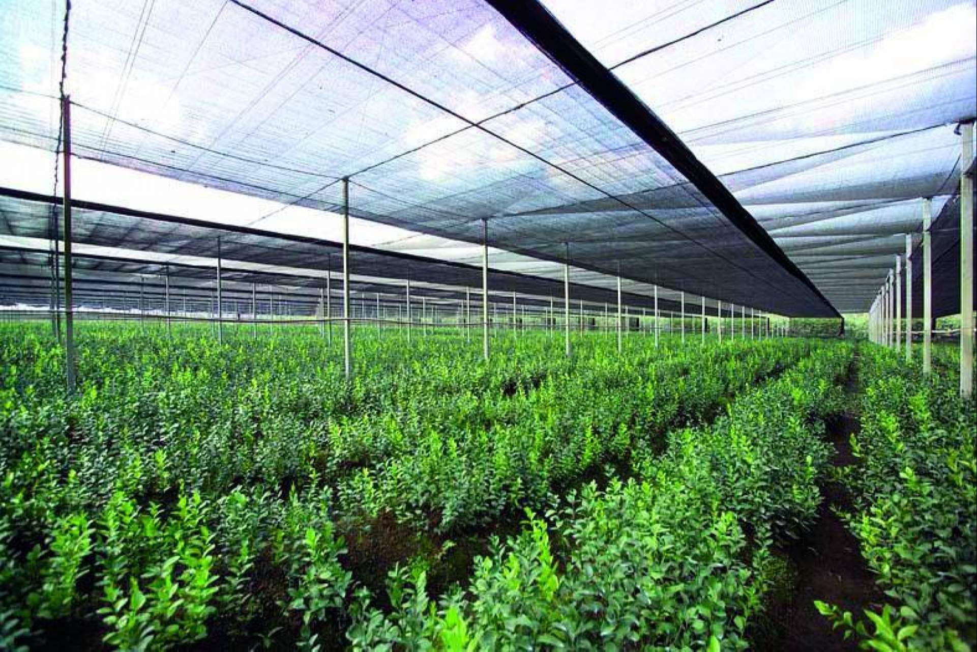 AGRICOVER, la nueva tecnología de protección de cultivos desarrollada por Agralia