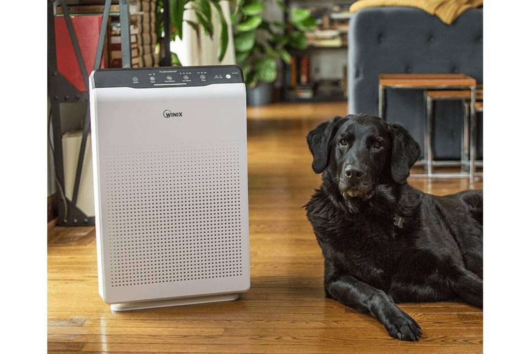 ¿Dónde encontrar los purificadores WINIX?: Protect Soiart Distribución