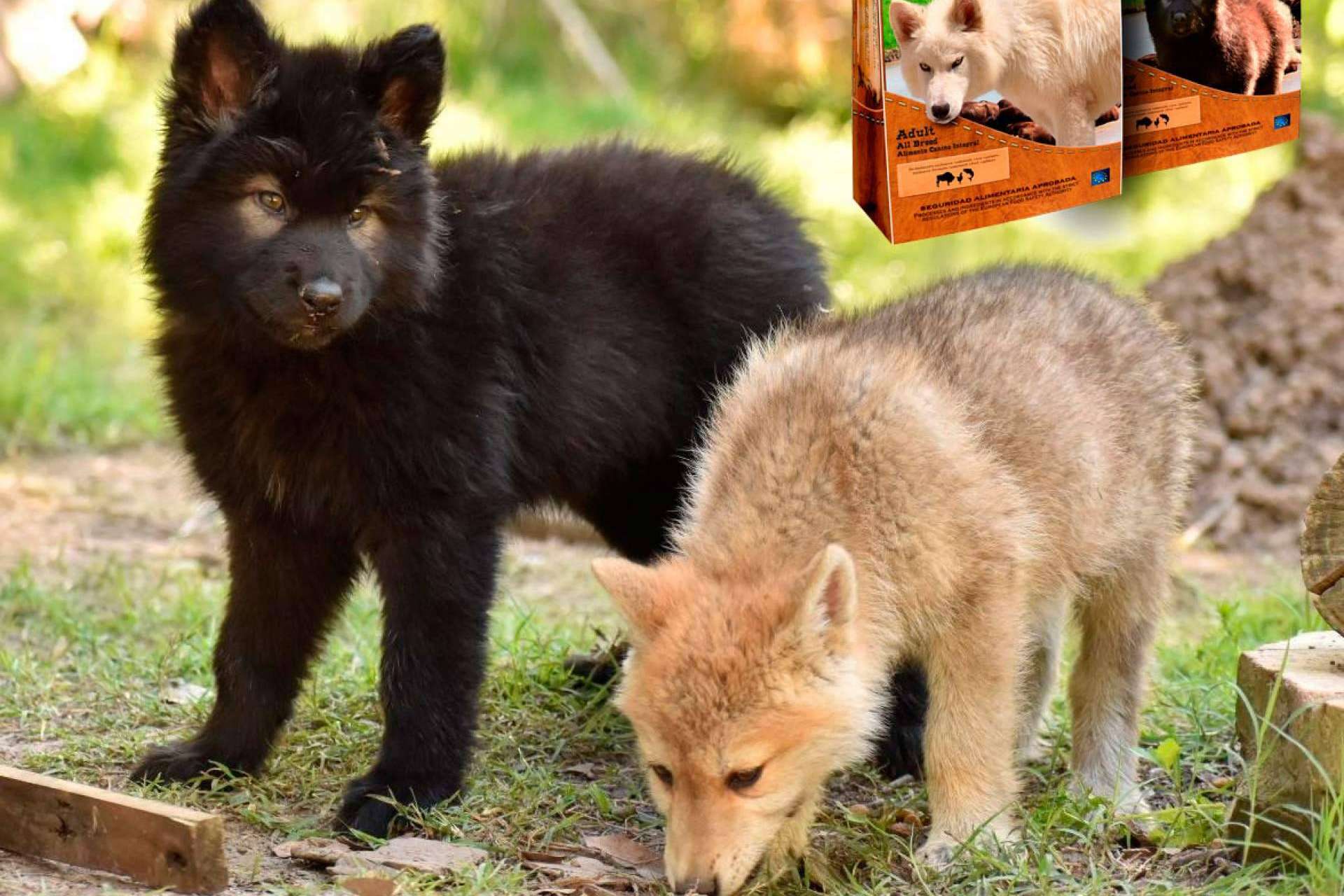 Lobos y perros lobos CRW: la manada de Wolves Legacy