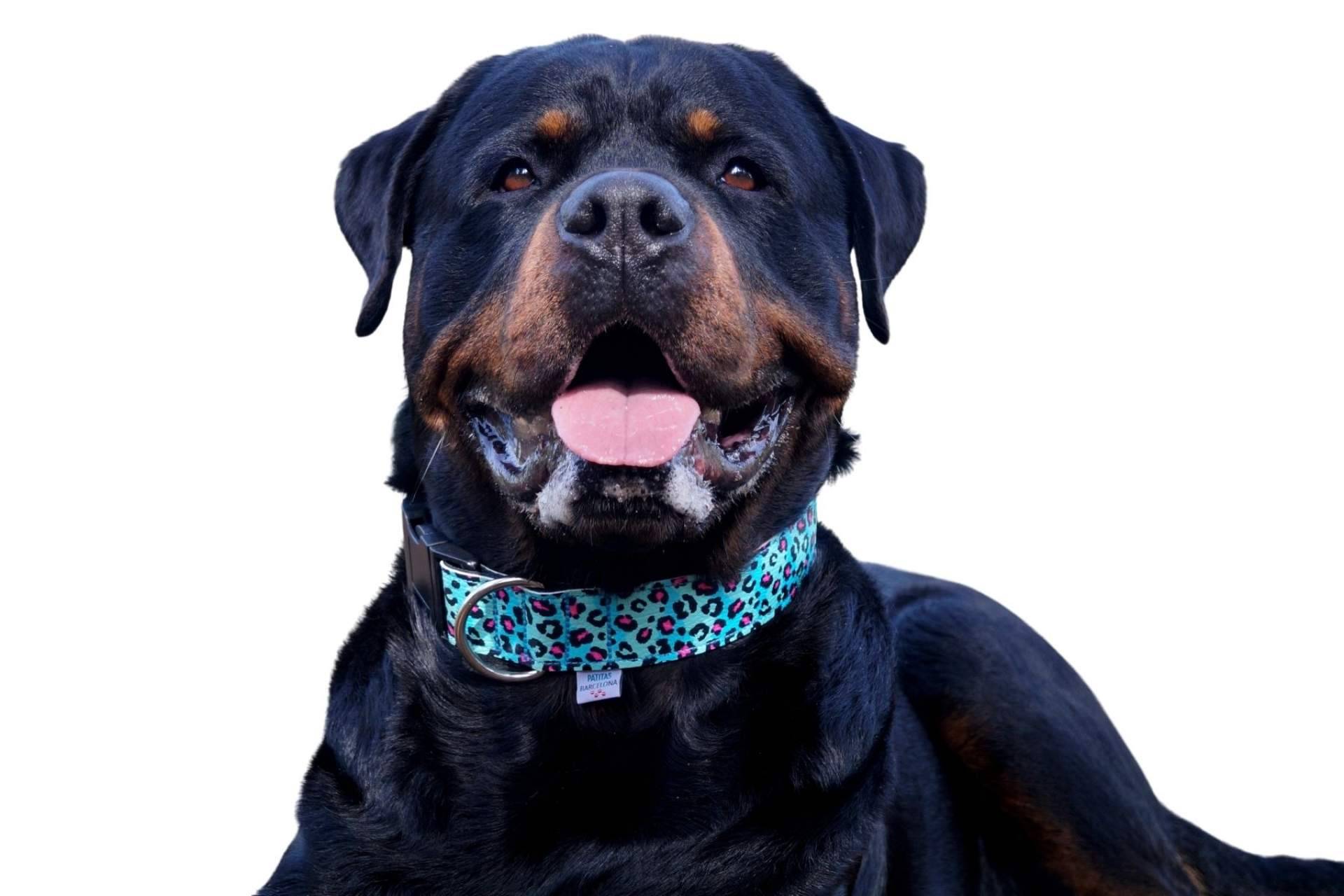 Collares de piel sintética para perros en Patitas Barcelona