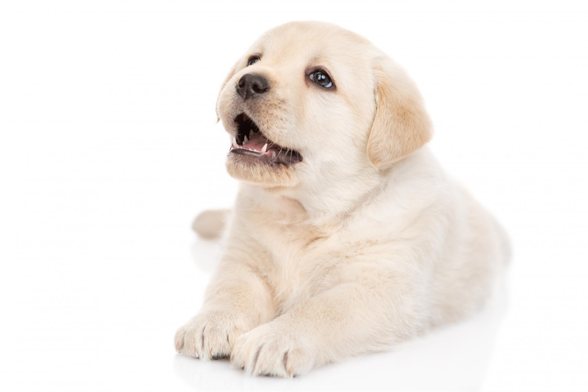 Cachorros en Madrid. El bienestar de los animales en la gran capital, por Tienda Cachorro