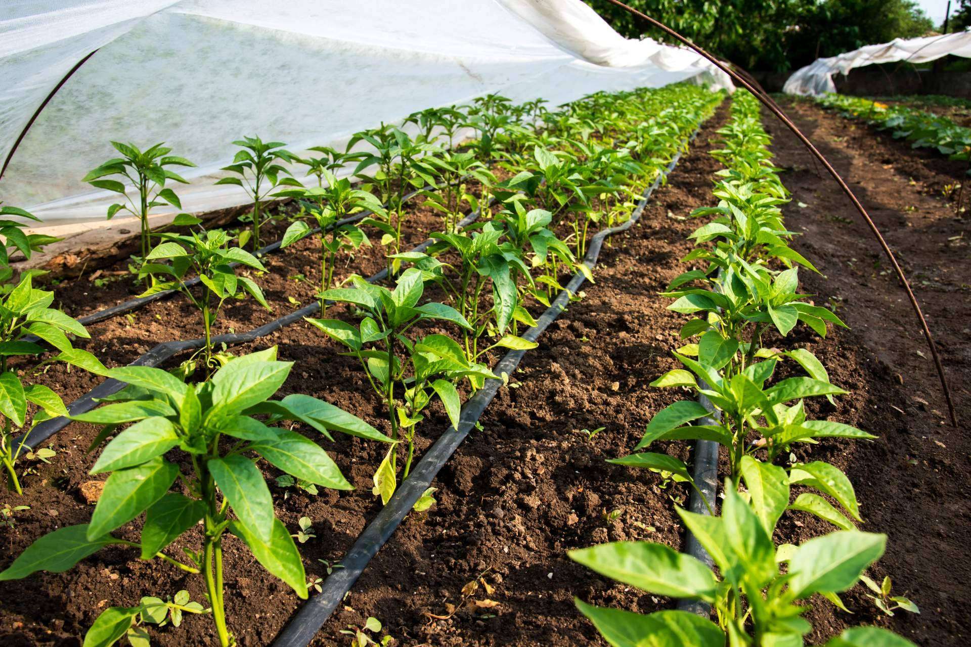 El equipo Ozonotec Dual O2O3 aporta nanoburbujas de oxígeno o de ozono para el agua de riego agrícola, la novedad de Ozonotec Eco