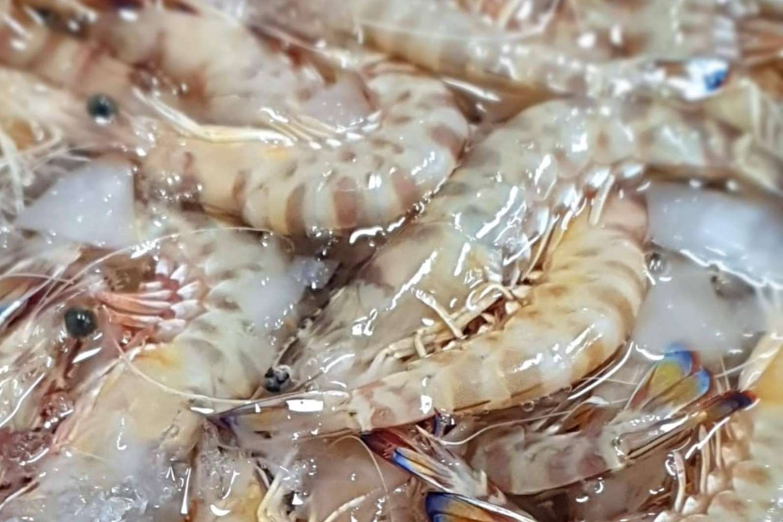 Los langostinos de Sanlúcar de la lonja a la mesa con comprarpescadoonline.es