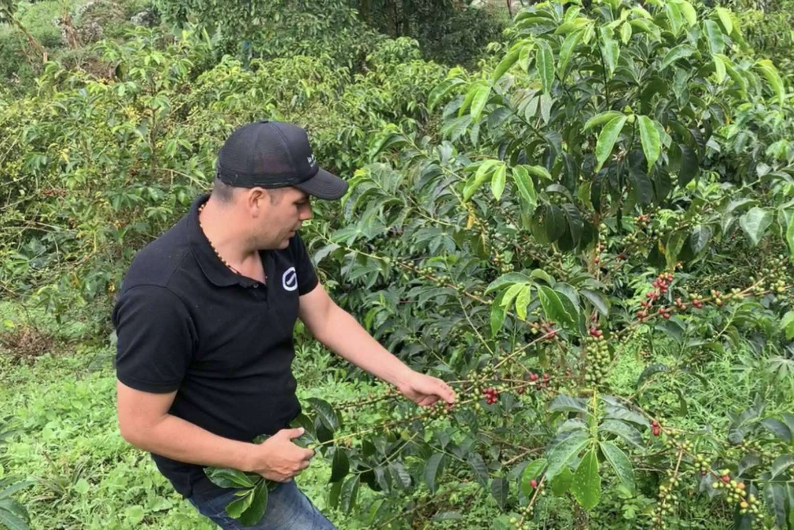 La Guashira: el café de especialidad cultivado en Colombia con raíces alicantinas