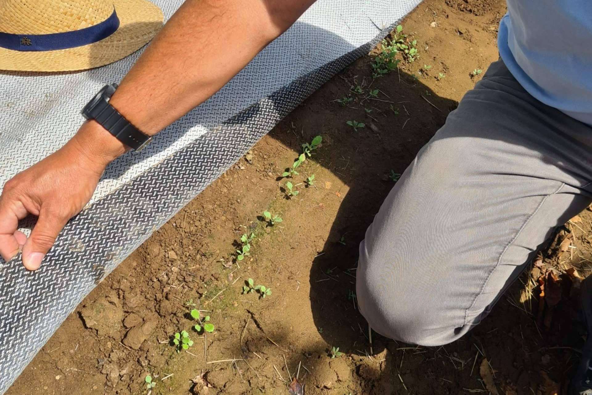 Las ventajas de proteger los cultivos ante temporadas de sequía con los tejidos Agrisoil de la empresa Agralia