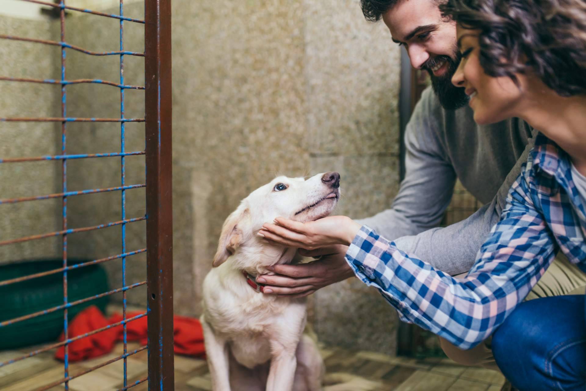 Adopta un Animal,  el proyecto para ayudar a protectoras y asociaciones de animales en Madrid