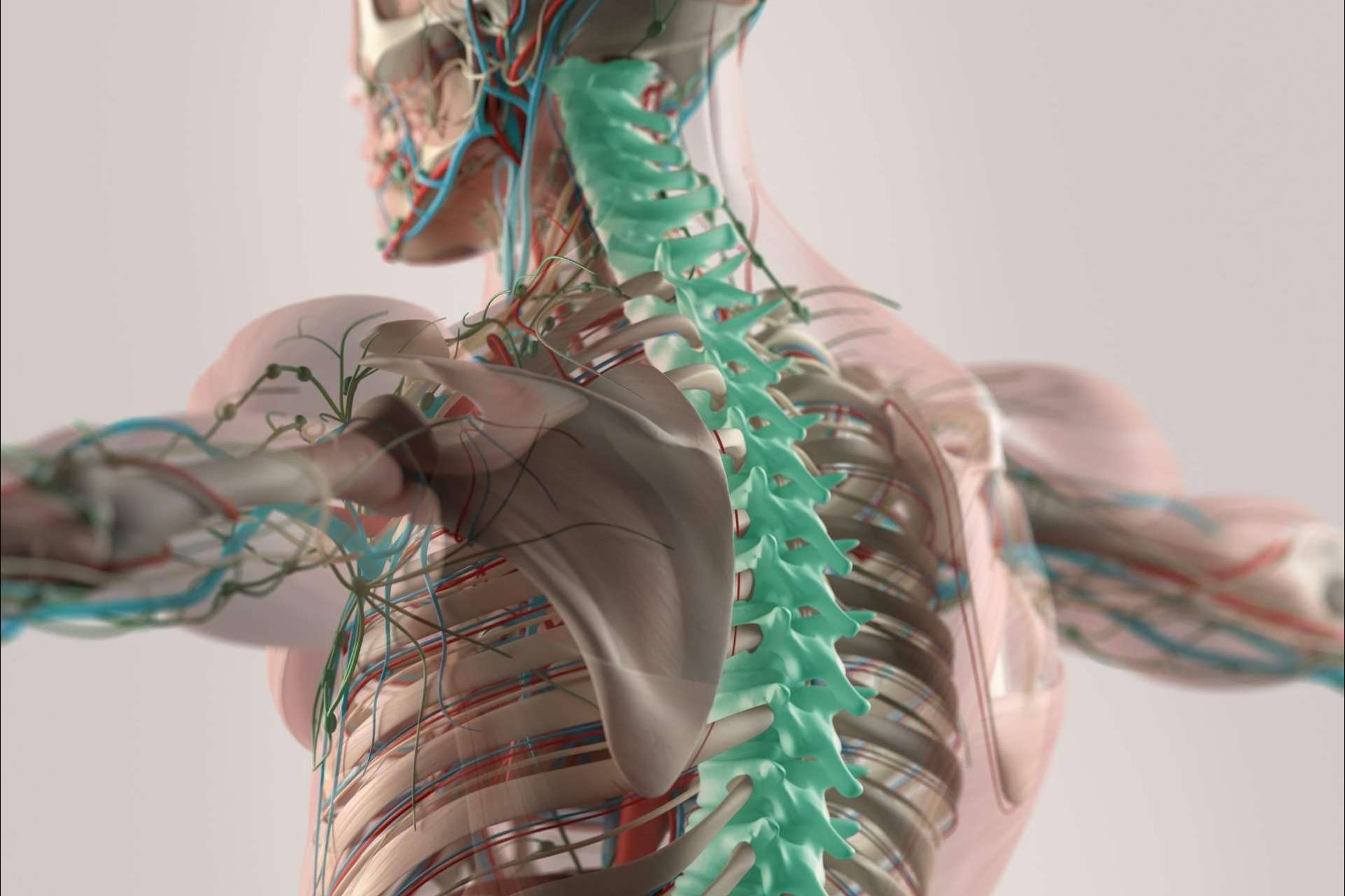 Los dolores puede causar una vértebra desalineada, explicados por Clínica Atlas Vital
