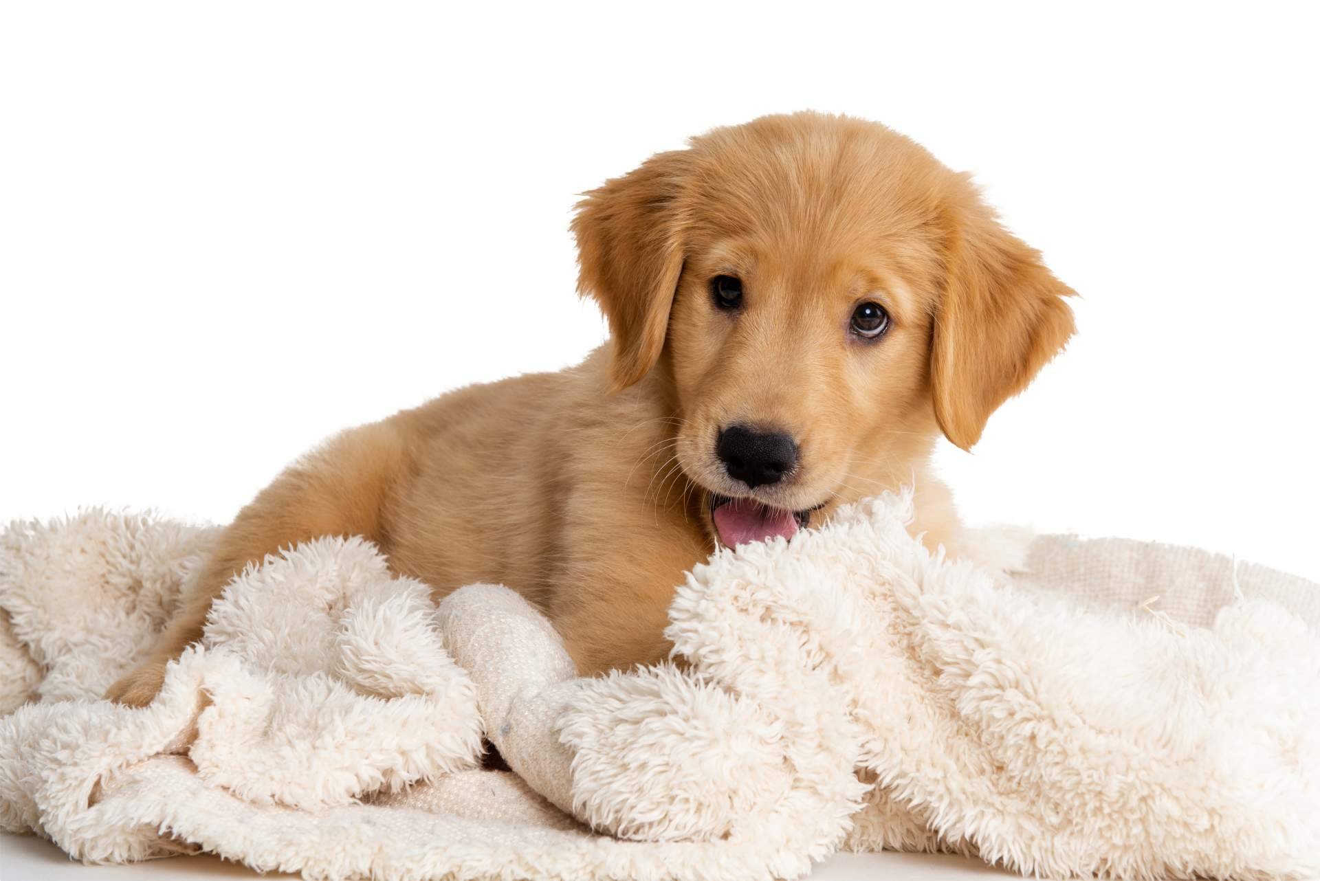 Comprar cachorros de diferentes razas en internet con 101 Cachorros