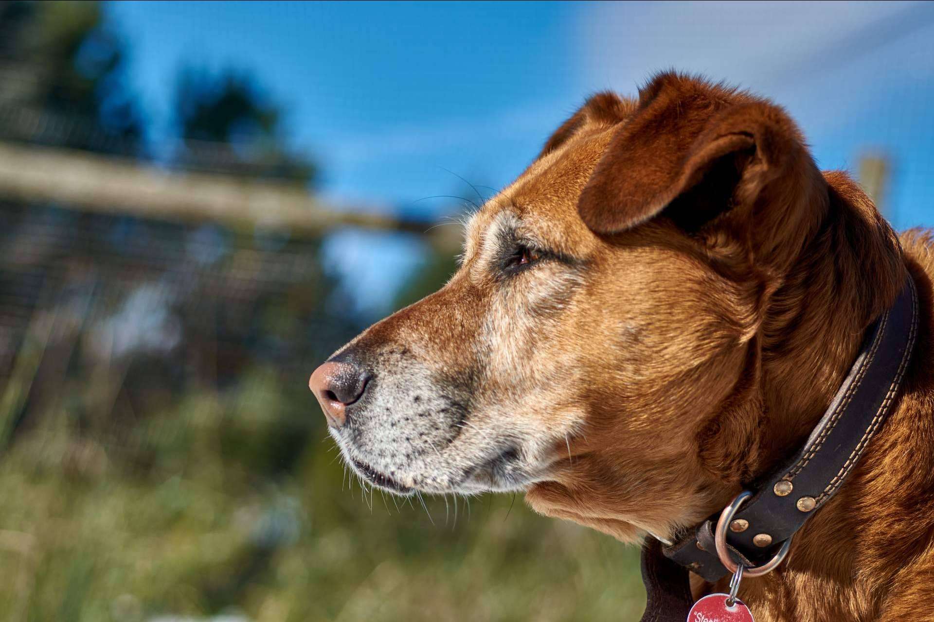 Una solución al abandono de mascotas en España de la mano de la plataforma Miwuki Pet Shelter