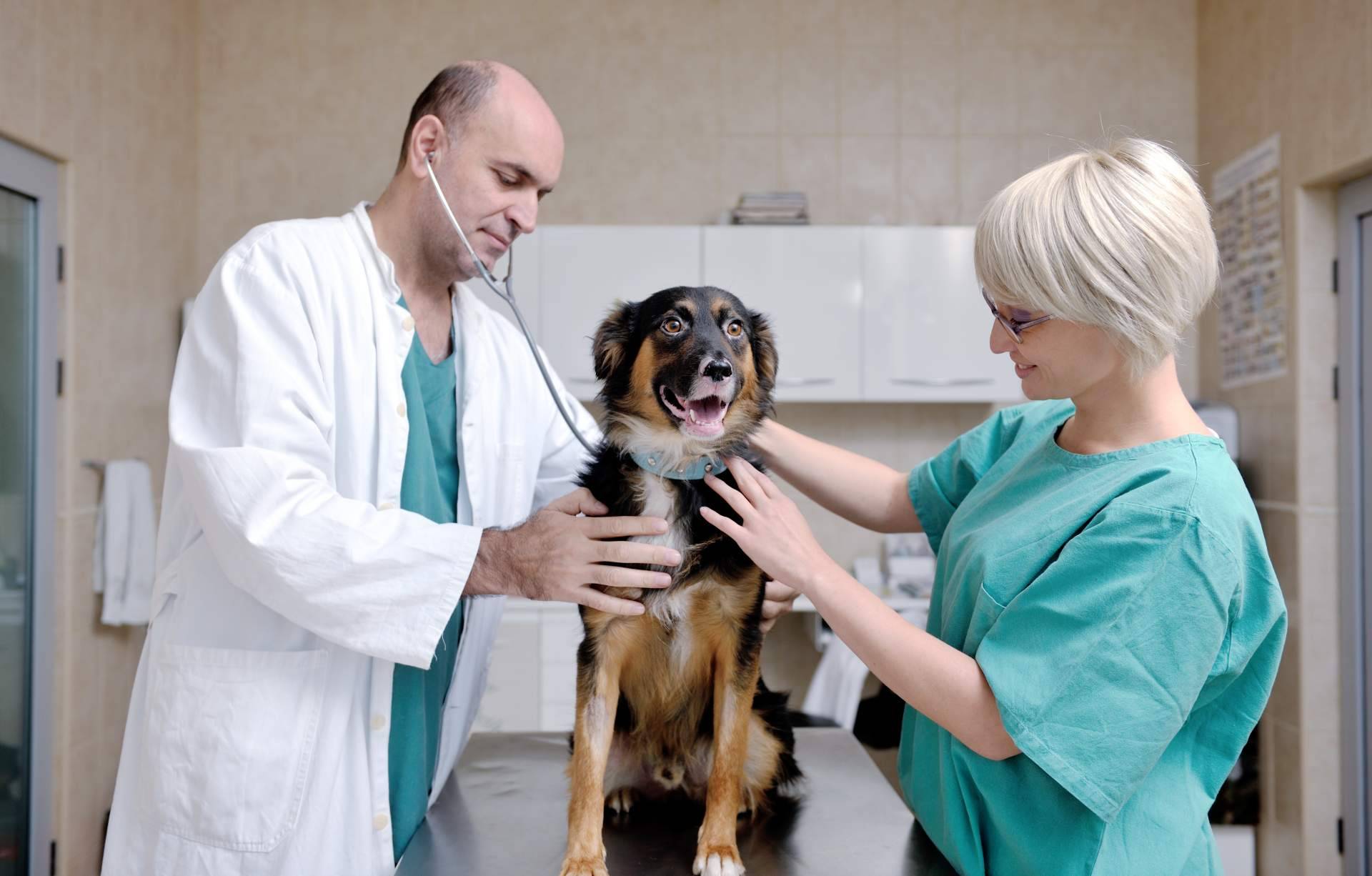 El seguro veterinario mejor valorado del mercado en Trustpilot es el ofrecido por Miwuki