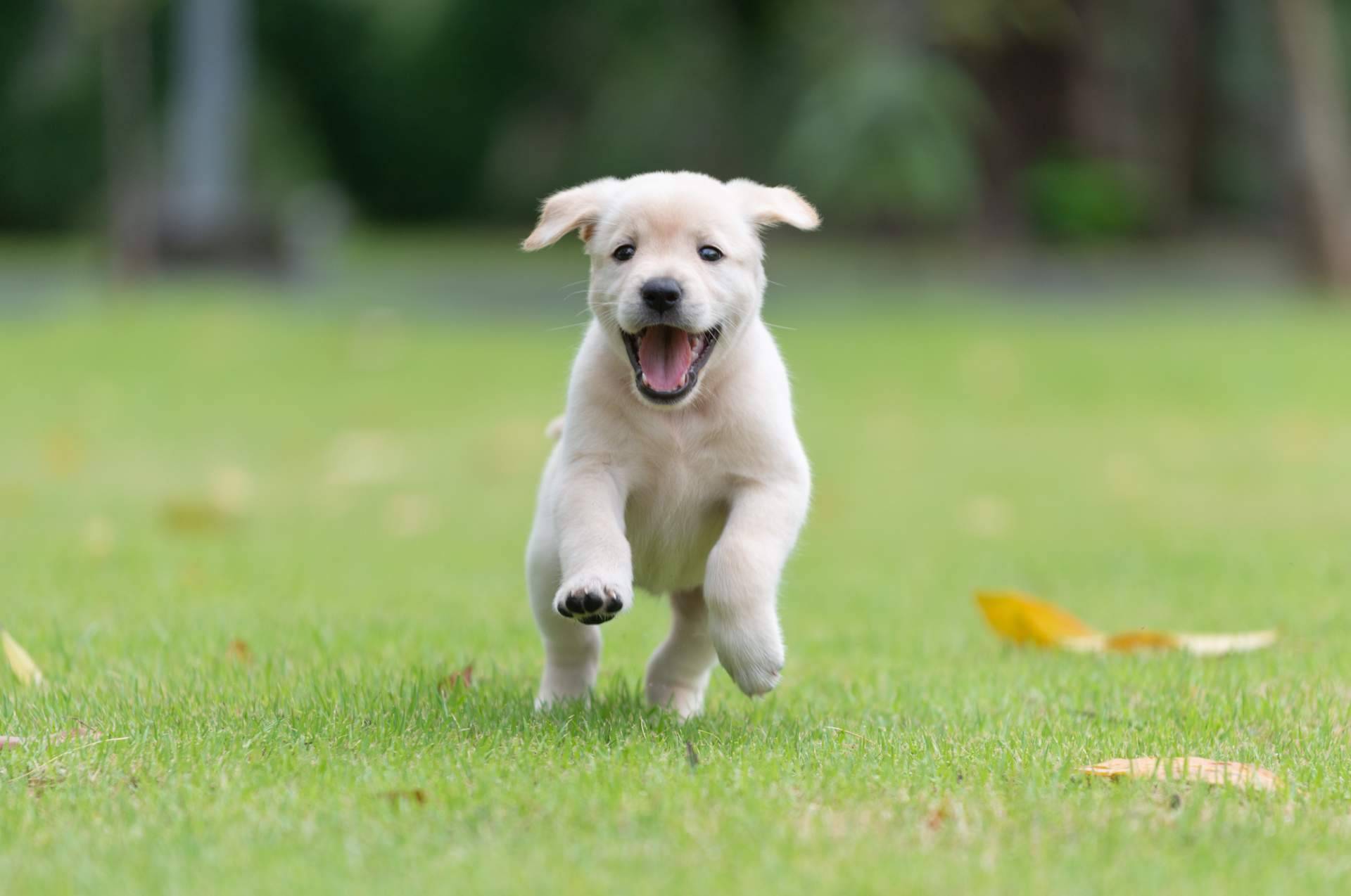 Comprar cachorros sanos en una tienda fiable como 101 Cachorros es imprescindible