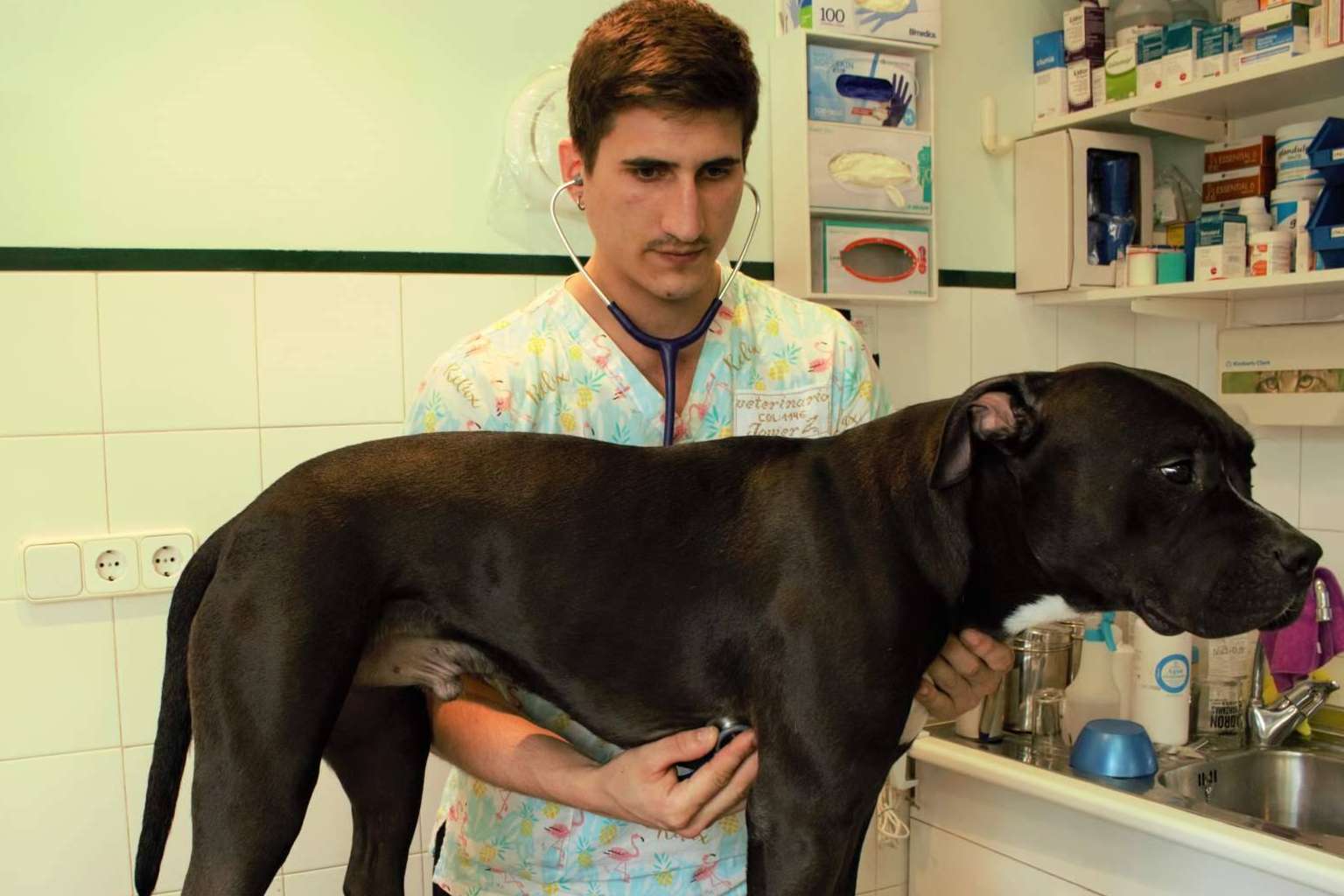 La clínica veterinaria Zalavet ofrece un amplio catálogo de productos en su tienda de mascotas online