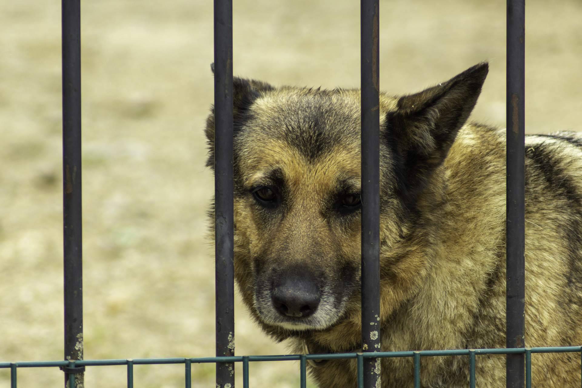 ¿Qué implica regalar una mascota?
