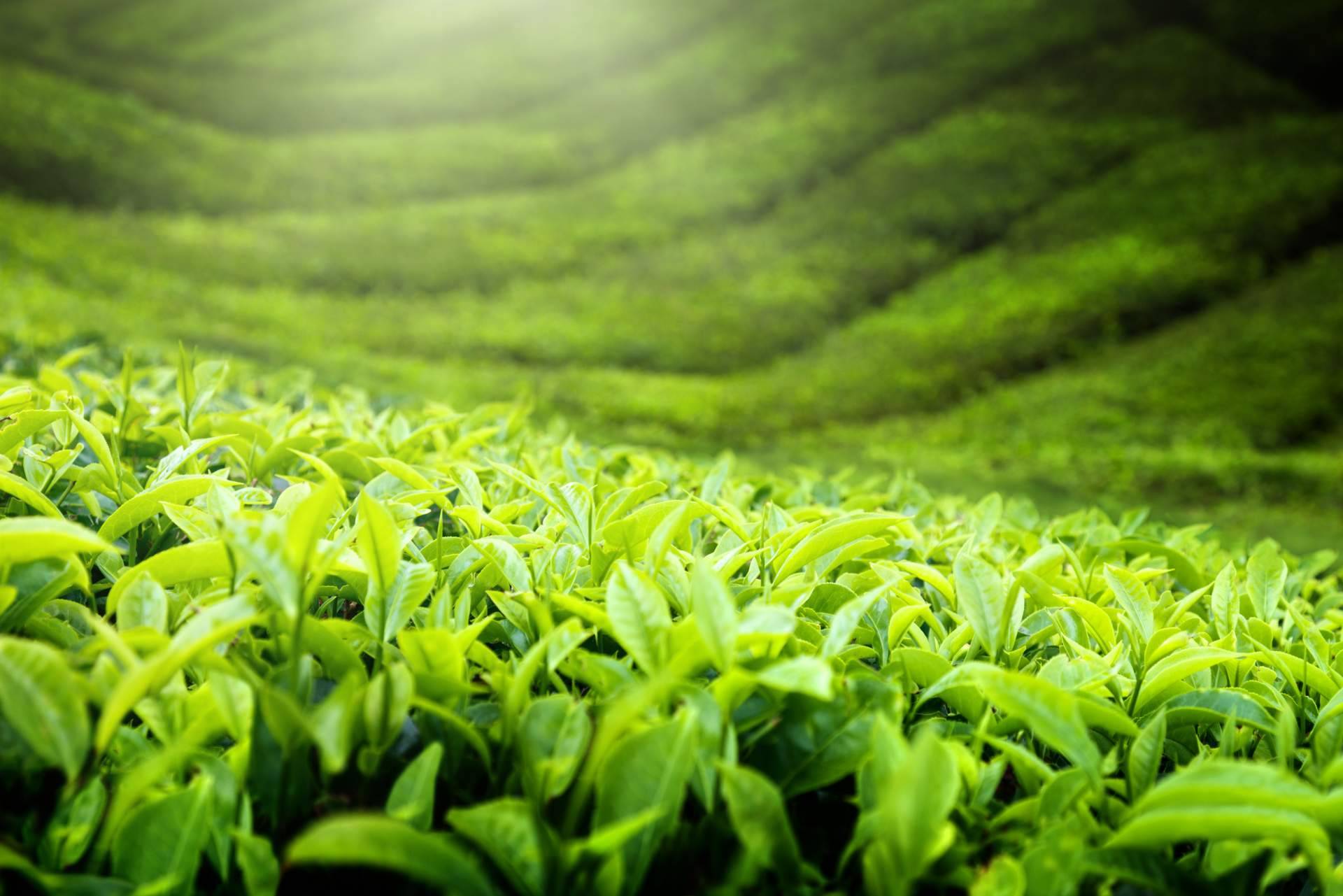 Replantea, la tienda online de tés ecológicos