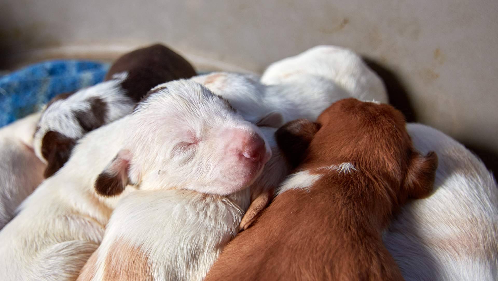 101 Cachorros defiende que la compra de cachorros en navidades debe de ser controlada y no una compra compulsiva
