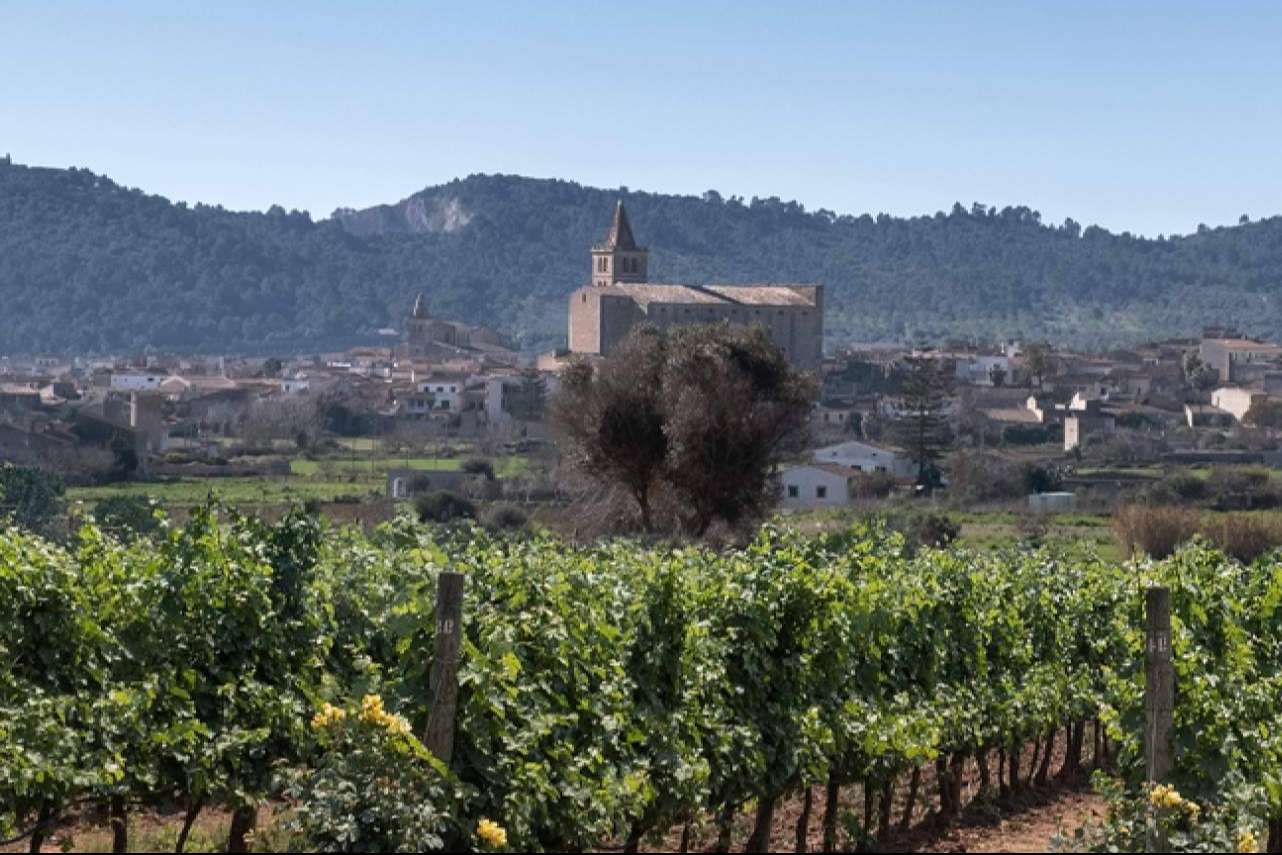 La maravillosa experiencia de disfrutar de vinos ecológicos con 3.10 Celler