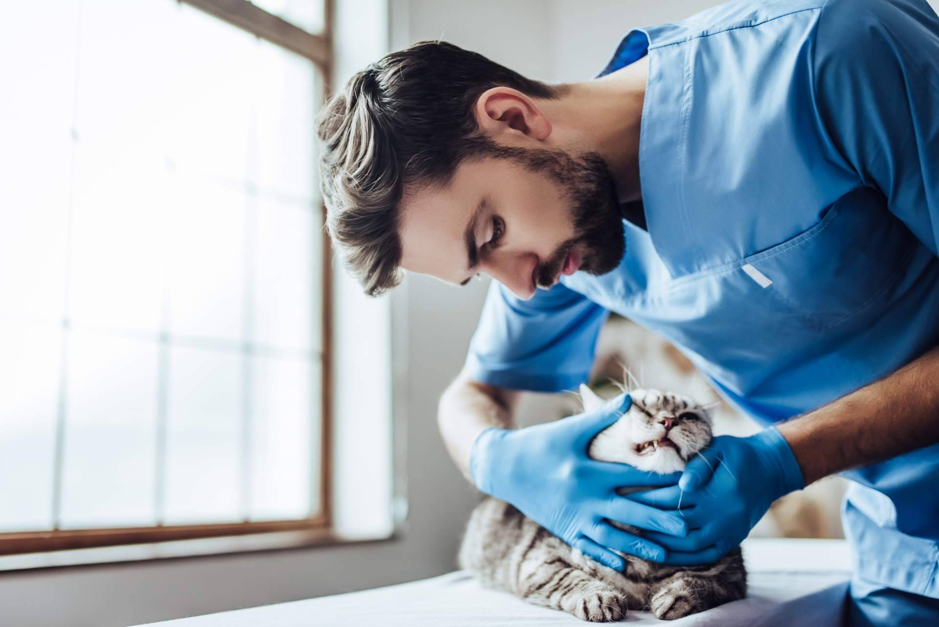 1 Click Vet, un veterinario de urgencias, de confianza, 24h y a domicilio