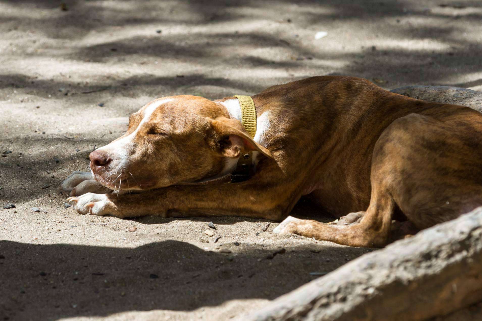 Los perros invisibles también necesitan un hogar