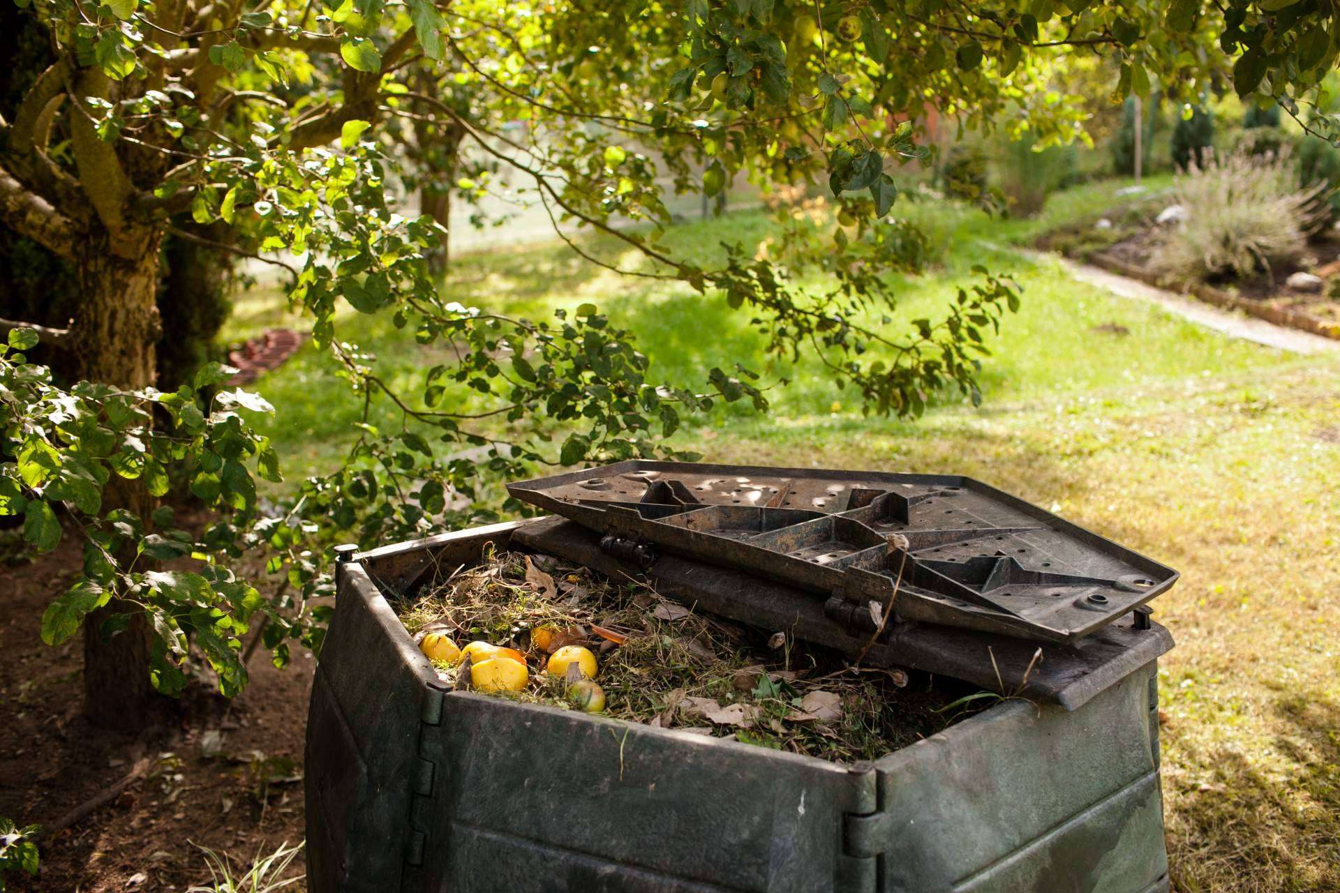La forma de ayudar al medioambiente desde el jardín de casa