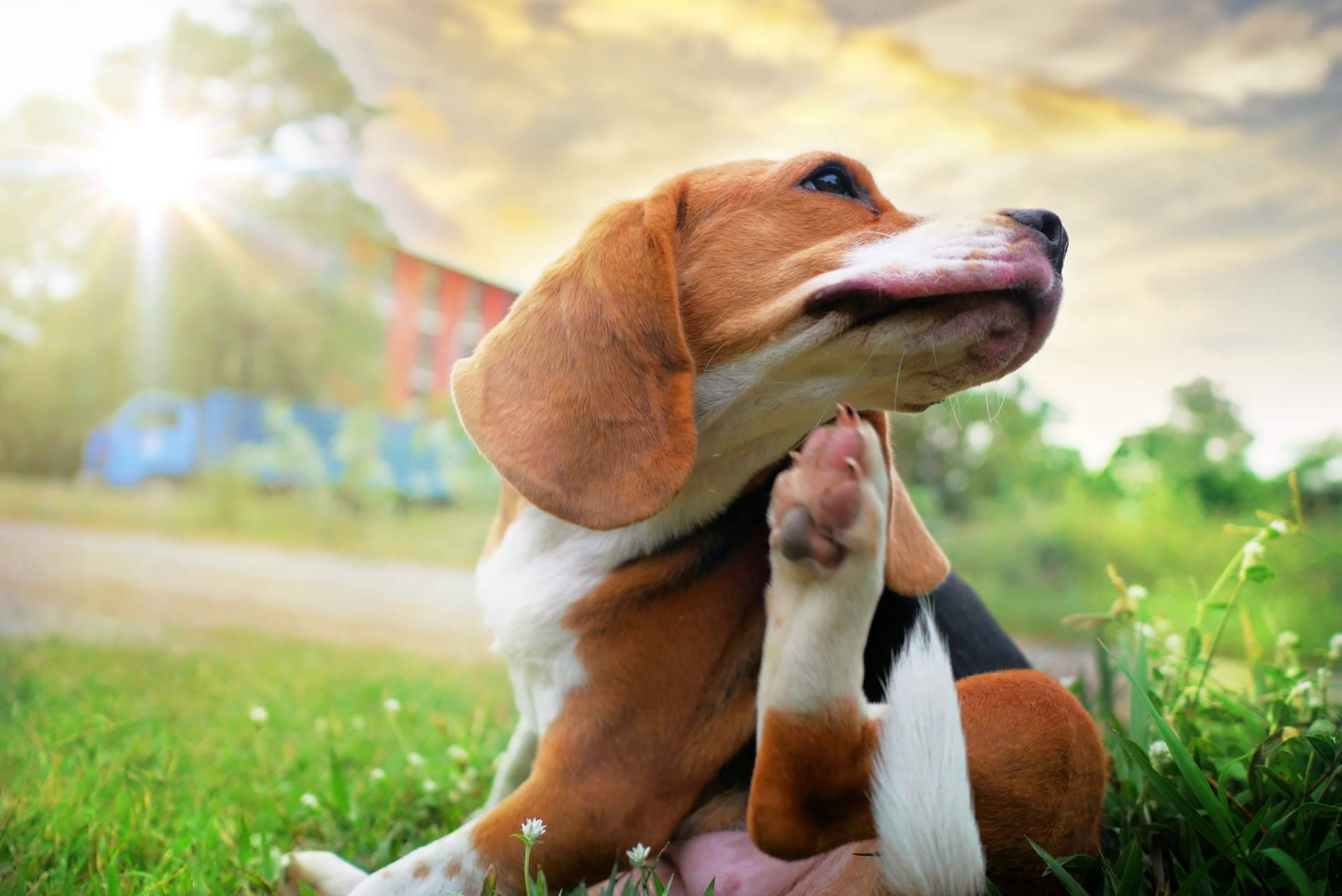Los consejos para tratar los parásitos en perros, por el centro especializado Cachorros del Valle