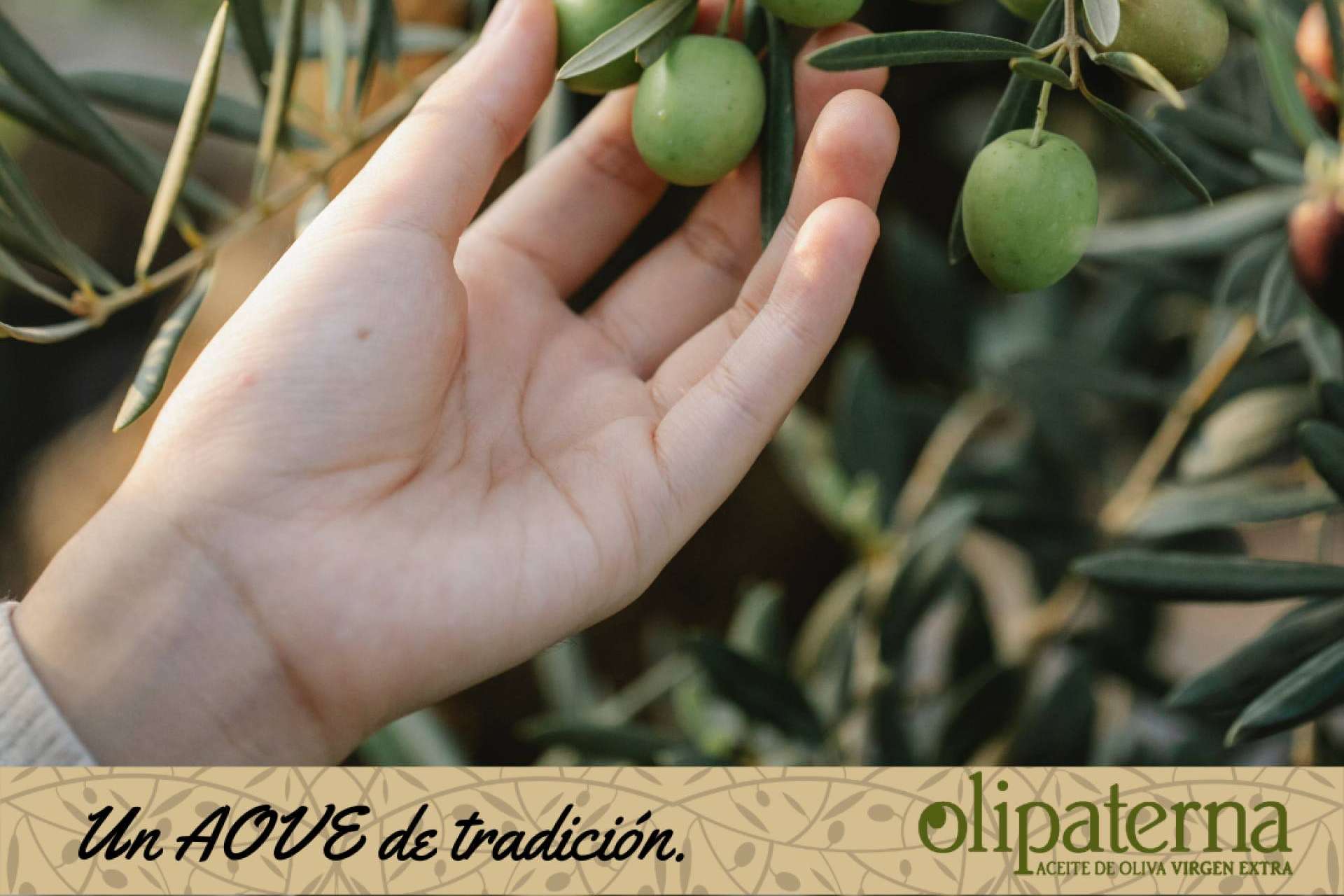 Productores de aceite de oliva virgen extra para cada ocasión, Olipaterna
