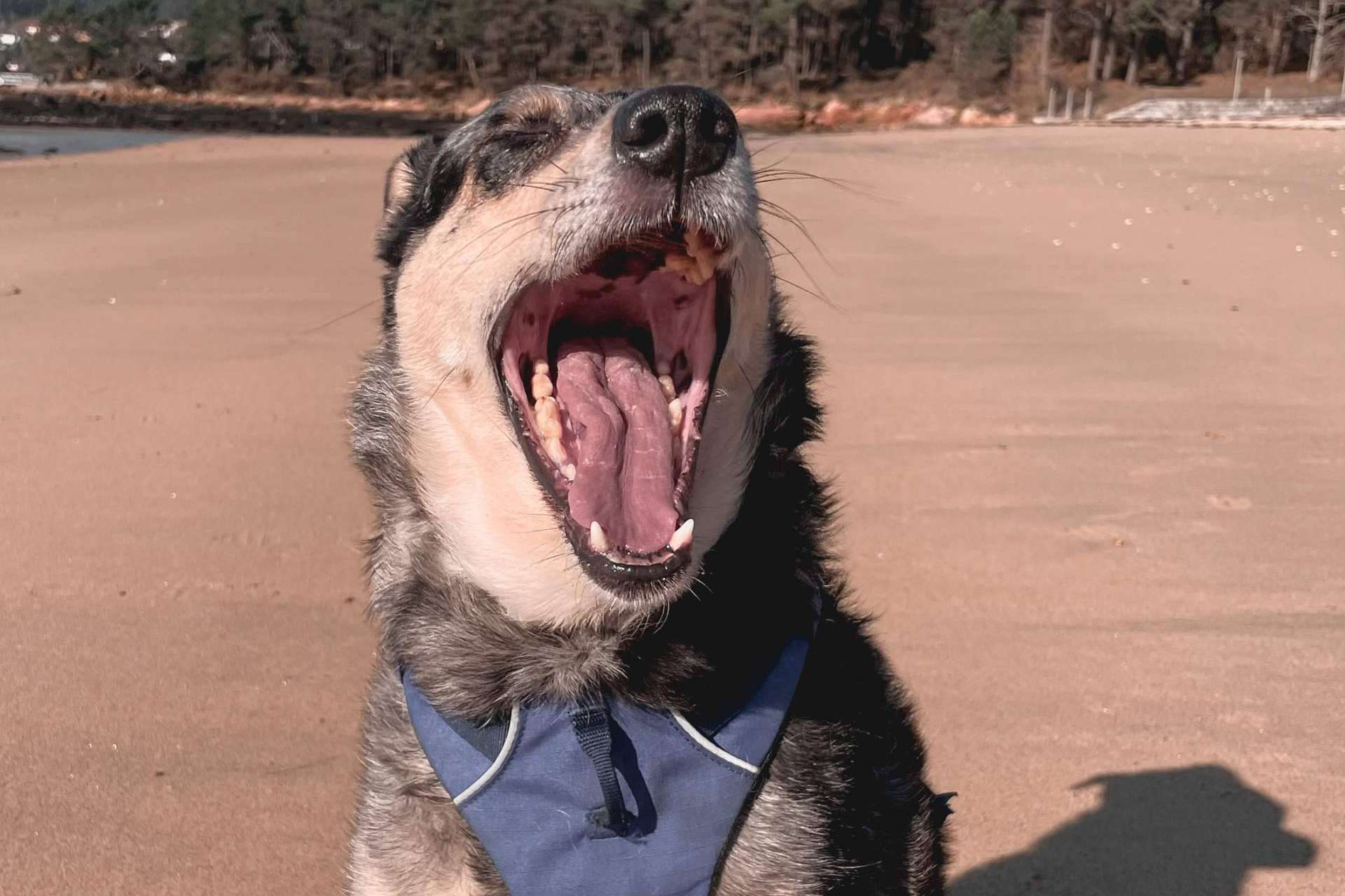 Ulises y Argos, consejos para afrontar el comportamiento reactivo de los perros