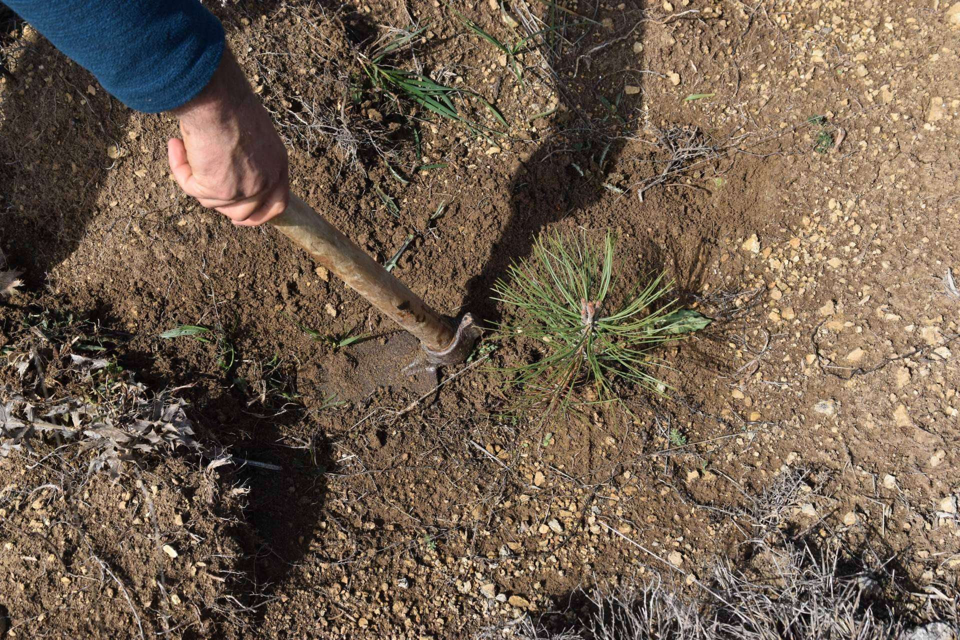 Solaria compensa más de 400 toneladas de CO2 con una plantación forestal en Burgos