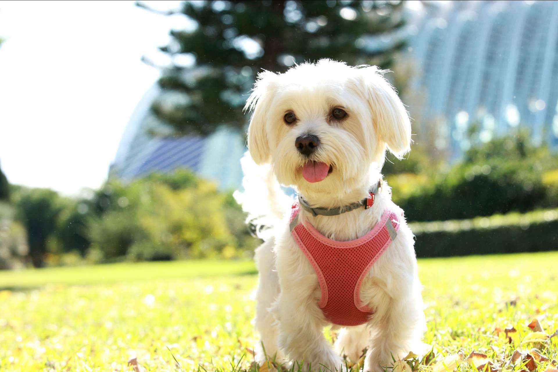 Tienda Cachorro recalca la importancia de adquirir un cachorro sano en un lugar de confianza y con años de experiencia