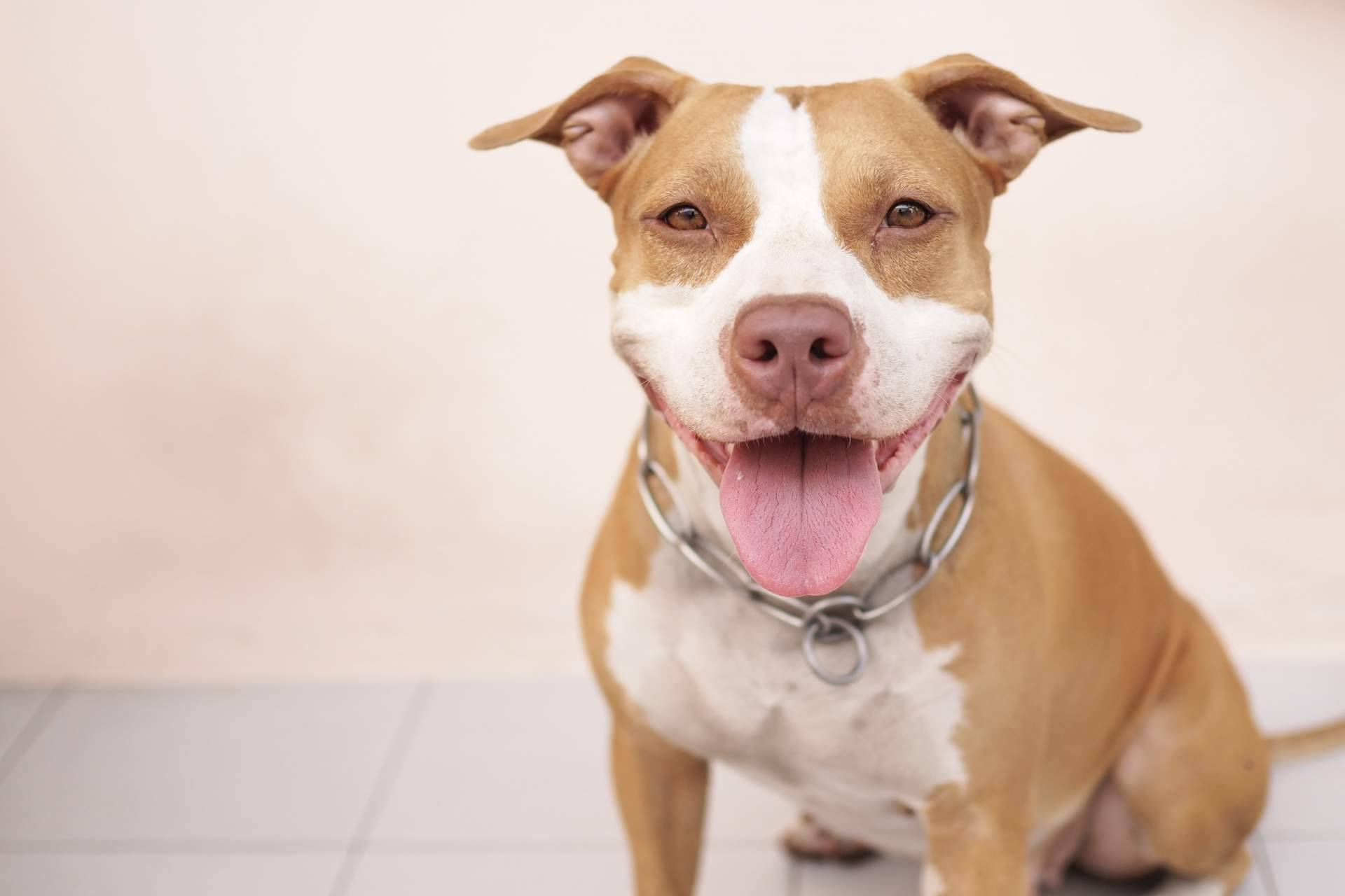 La obligatoriedad de la evaluación psicofísica para tener perros potencialmente peligrosos