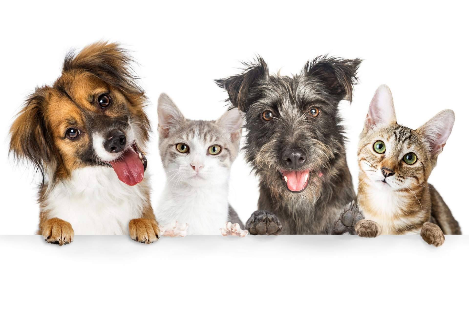 Comprar comida para mascotas en Pixi Mascotas