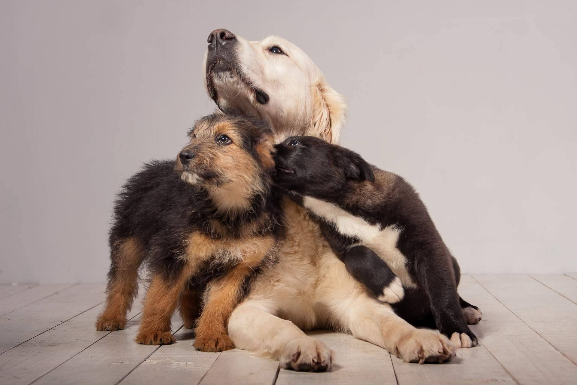 Criadero profesional con una amplia variedad de razas de perros