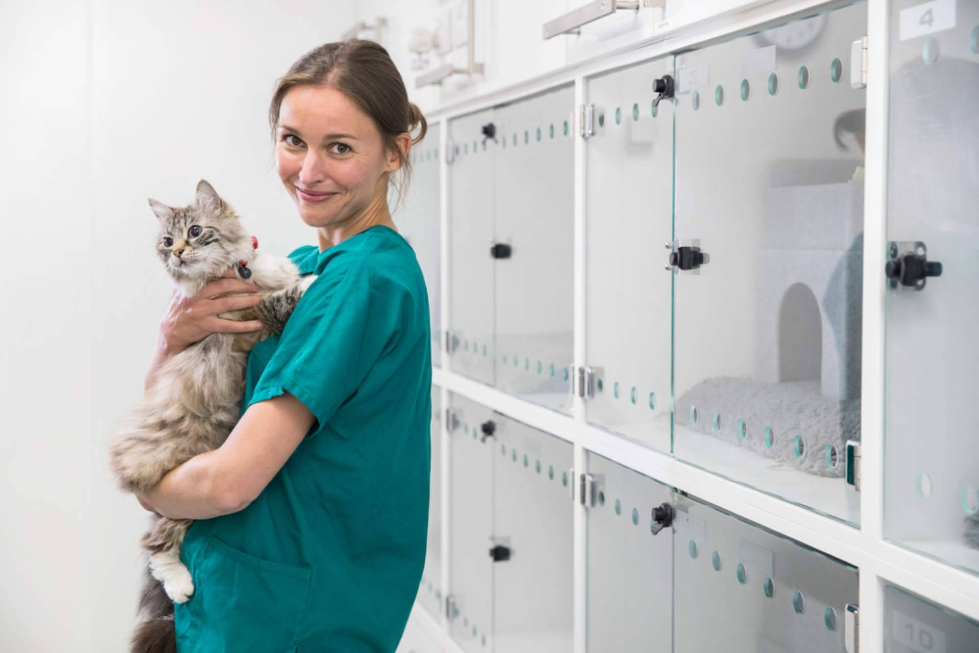 Razones de la fiebre en los gatos