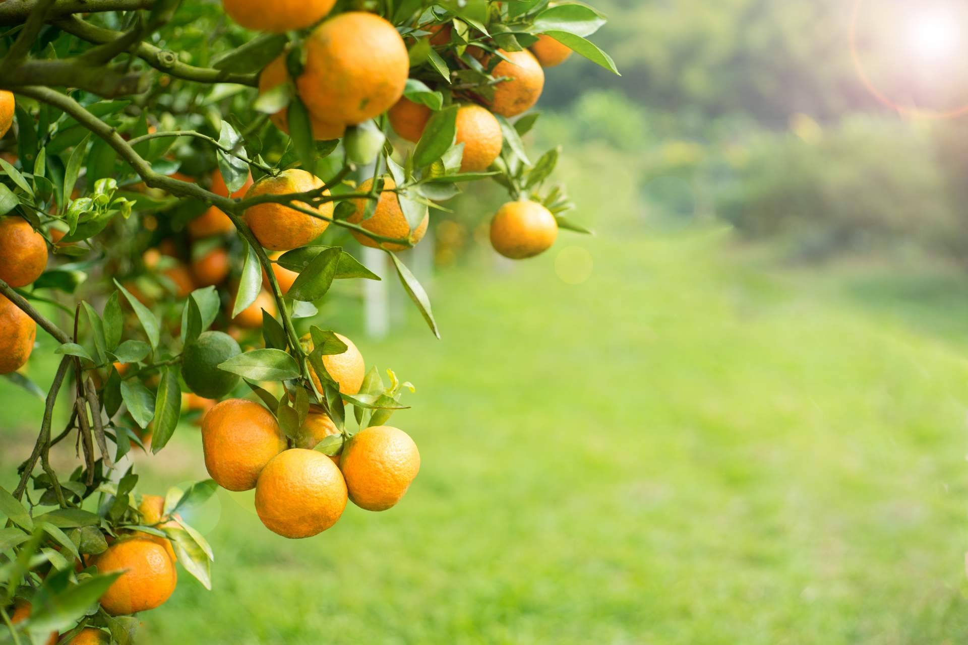 La gran variedad de recetas con naranja para disfrutar de esta fruta fresca