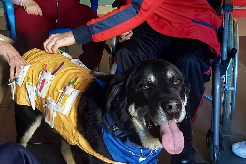 Terapia asistida con perros desarrollada por la Asociación Española de Perros de Apoyo, ideal para el tratamiento de la discapacidad intelectual