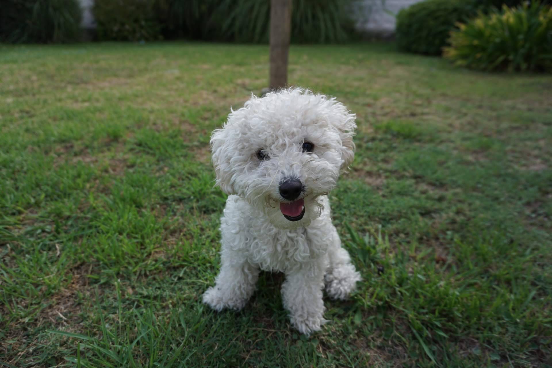 ¿Qué hay que saber acerca de los perros caniches?, de la mano de DeCaniches.com