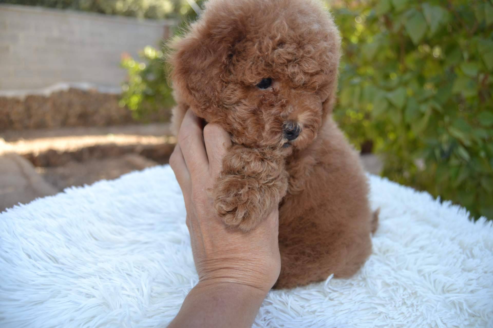 Cómo es la raza caniche toy, de la mano de Gallumar