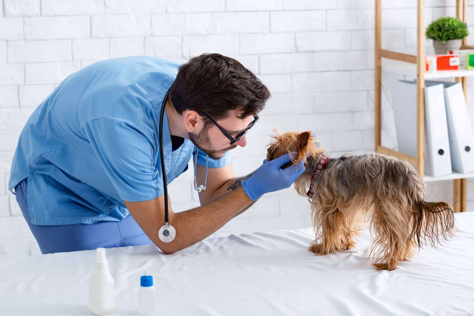 ¿Hace falta tener el bachillerato para ser auxiliar veterinario?, por Vetformación