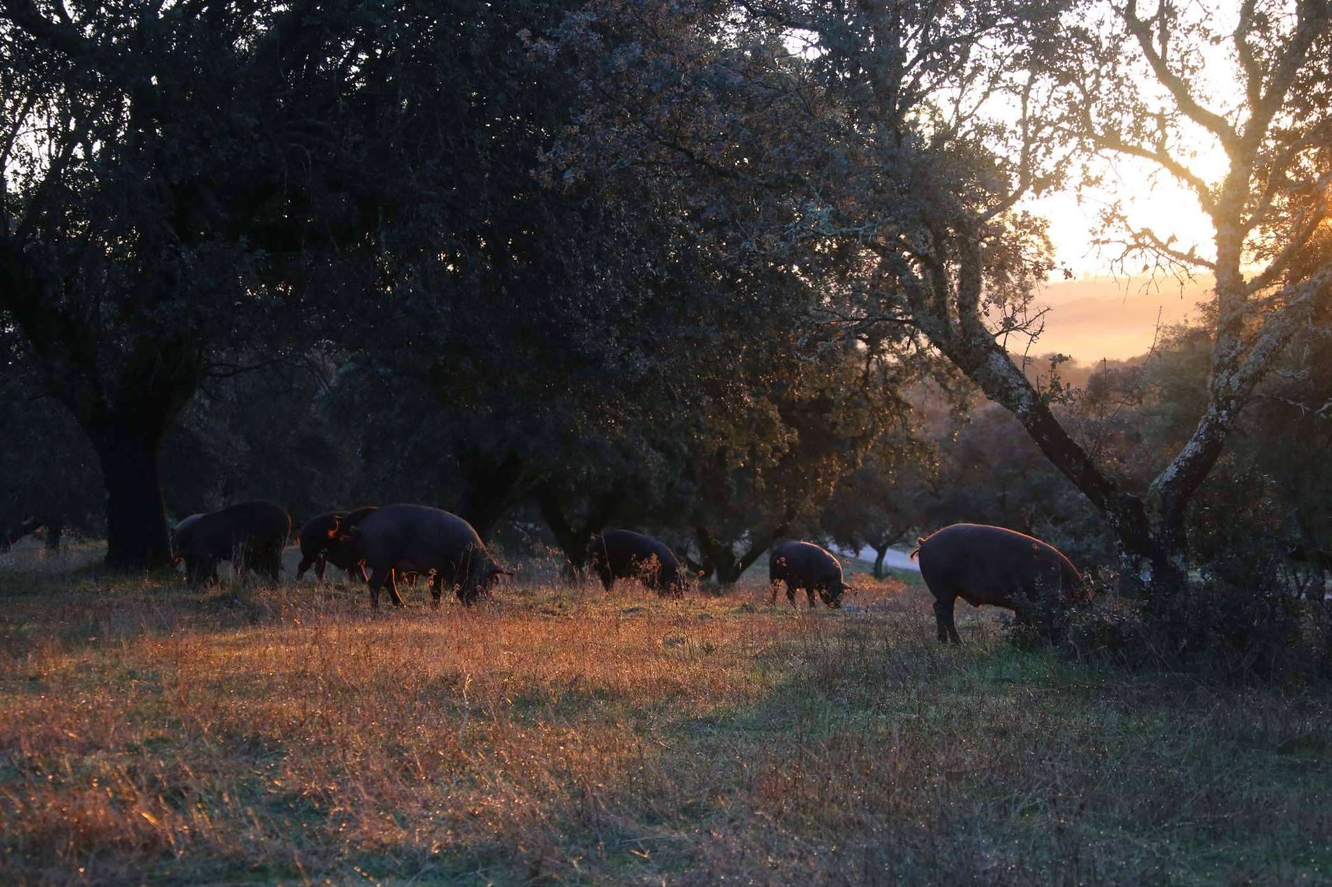 Comprar embutidos e ibéricos sostenibles de calidad de cara a la Navidad de la mano de Don Ibérico