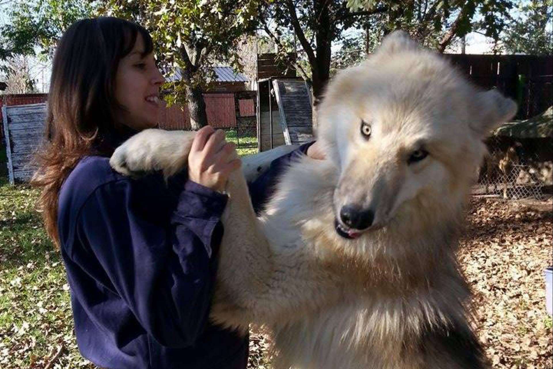 De los mitos y leyendas a las realidades, Wolfdog o Perro Lobo Americano