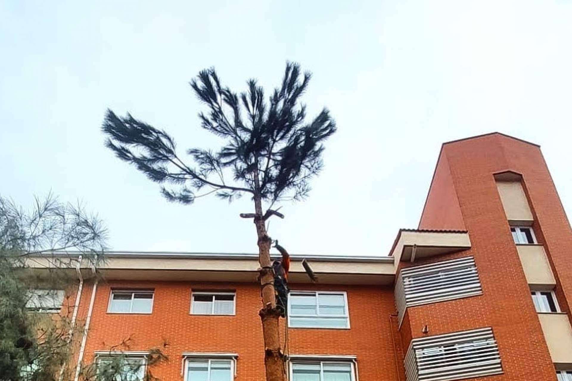 La empresa ubicada en Madrid Talas de Árboles y su servicio profesional de poda de árboles