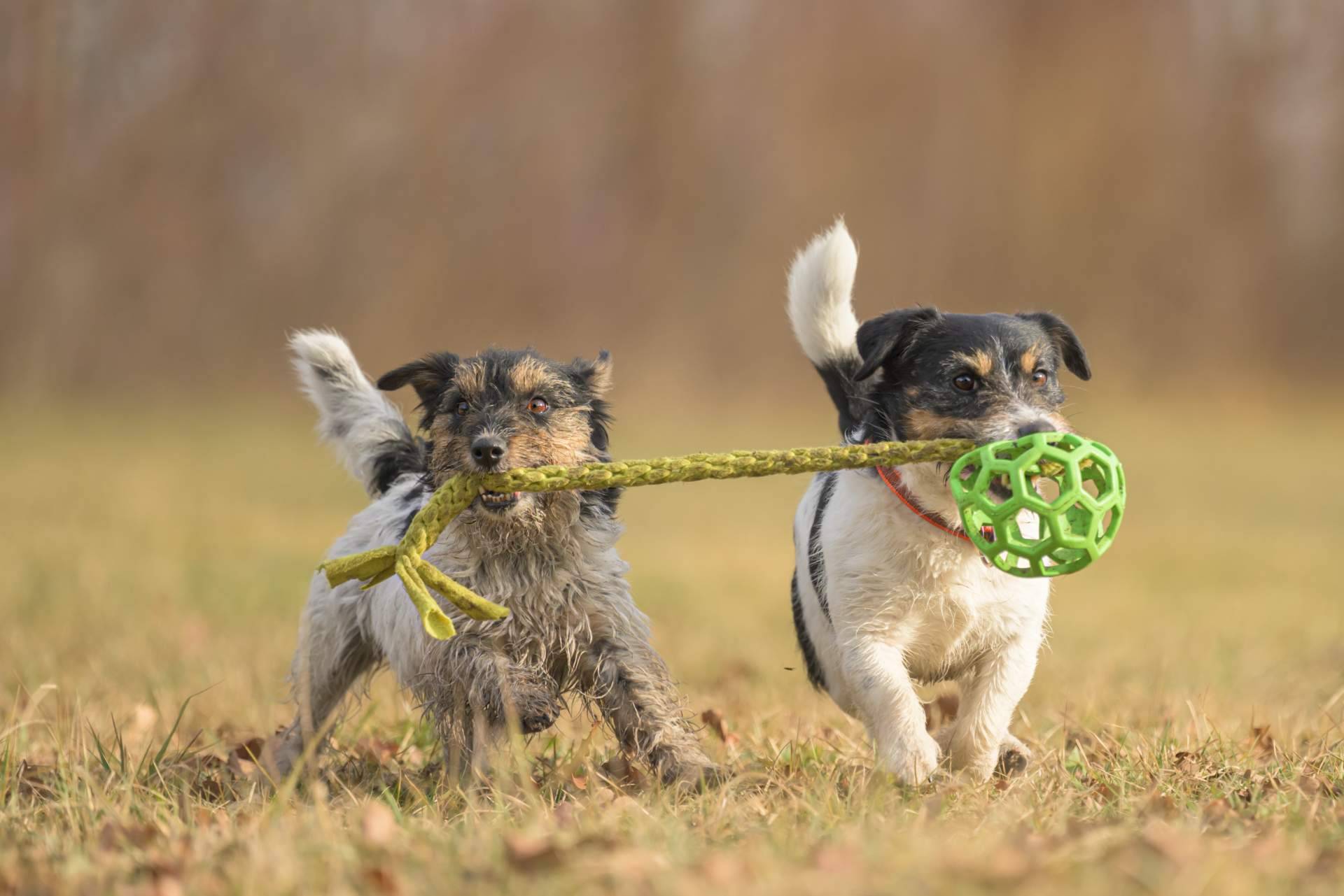 Cachorros del Valle ofrece un servicio de adiestramiento para cachorros